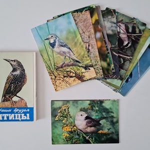 Carte postale soviétique vintage représentant différents types d'oiseaux, « Nos amis les oiseaux »
