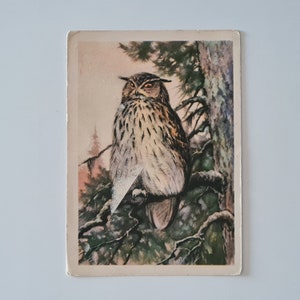 1954 Ancienne carte postale vintage soviétique rare, hibou, oiseau sauvage, carte postale d'art
