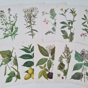 Postales de plantas antiguas, Imágenes de hierbas botánicas, Tarjetas con flores, Conjunto de 10 ilustraciones de hierbas, Arte vegetal, Impresiones botánicas