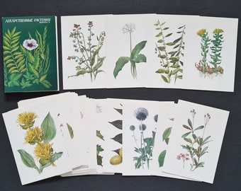 Vintage botanical postcards plants postcards botanical prints Botany Herb Pictures postcard set of 32