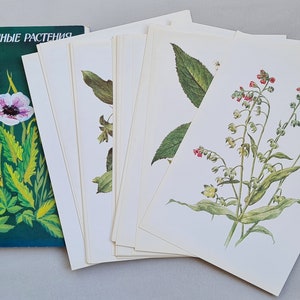 ソビエトのビンテージ植物ポストカード、薬用植物の画像付き、大判、植物ハーブ写真ポストカードセット