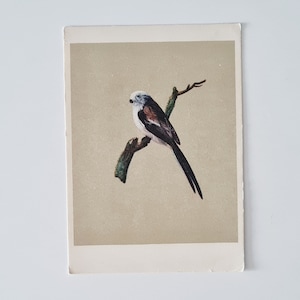 Carte postale de 1959, oiseau, perroquet, carte postale soviétique, cartes de voeux vierges, carte postale rare URSS, souvenirs soviétiques