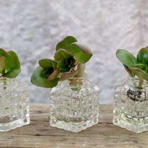 Small vintage glass jars for decor Set of 3