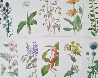 Vintage plant postcards, Botany herb pictures, Flower cards, Set of 10 Herbs Illustrations, Plant art, Botanical prints
