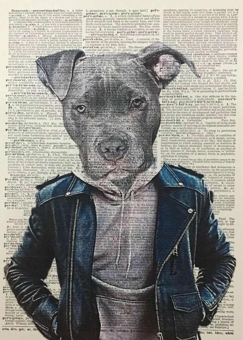 A3 Staffordshire Bull Terrier Leather Jacket Staffy Print Etsy