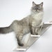 see more listings in the Cat Ladder section