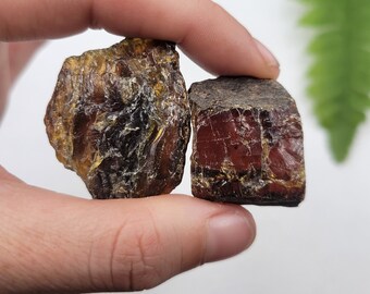 Raw Amber Set: 100% Natural Indonesian Tree Resin, UV Reactive