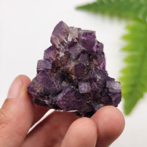 May include: A hand holding a cluster of purple fluorite crystals. The crystals have a cubic structure and vary in shades of purple, with some areas appearing translucent. The background is white with a green fern leaf.