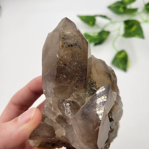 Orange River Smoky Quartz Cluster. 100% Natural. XL Smoky Quartz Termination.