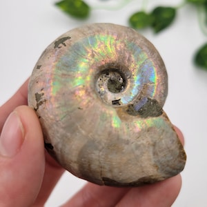 Opalized Ammonite. 100% Natural Formation. Raw Ammonite. Fossil. Madagascar. Natural Iridescence.