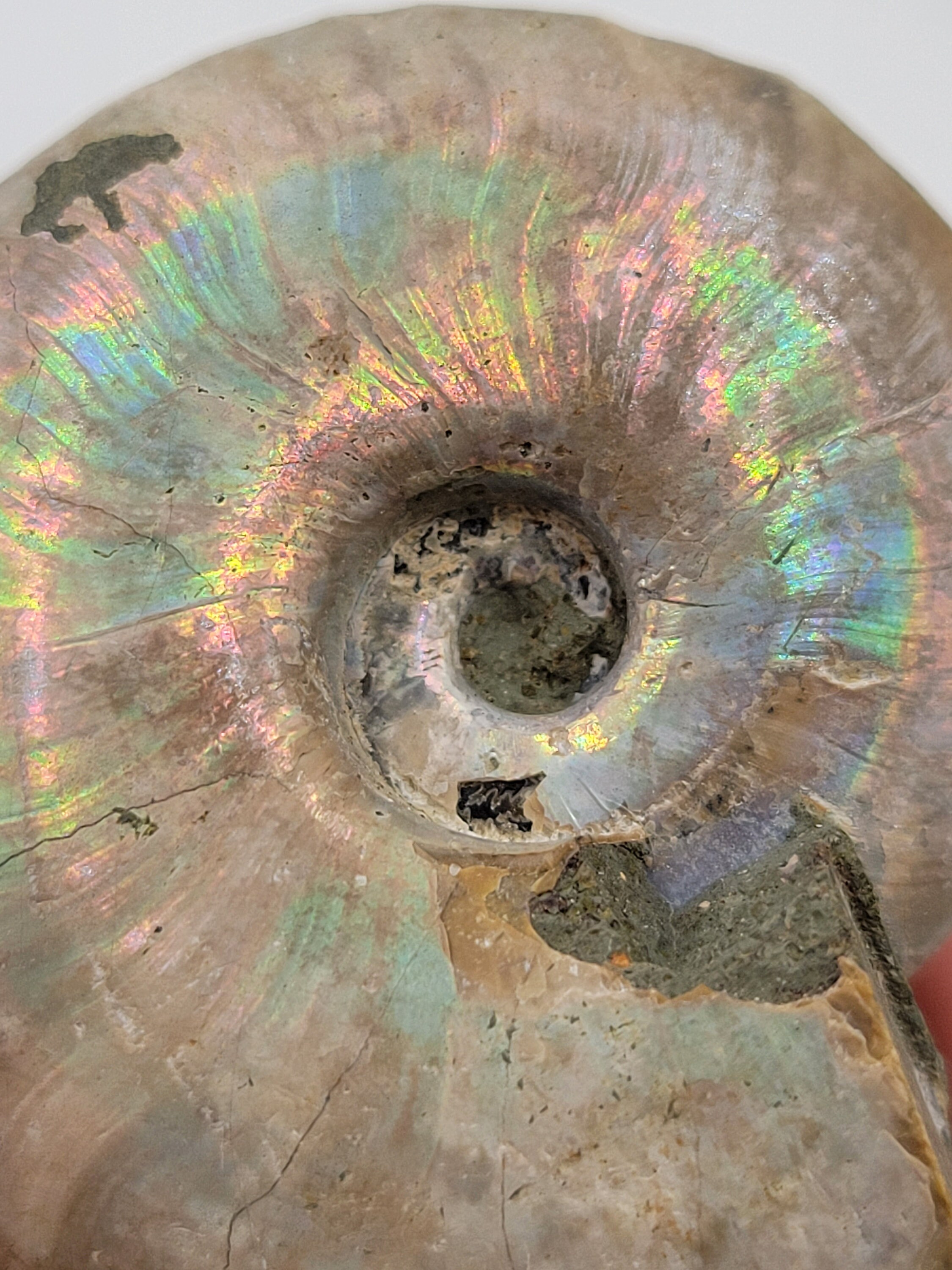 オパール化したアンモナイト。100% 天然形成。原石のアンモナイト