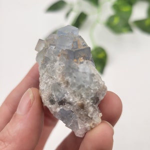 May include: A cluster of light blue fluorite crystals with a rough, natural texture. The crystals are clustered together in a small, irregular shape.