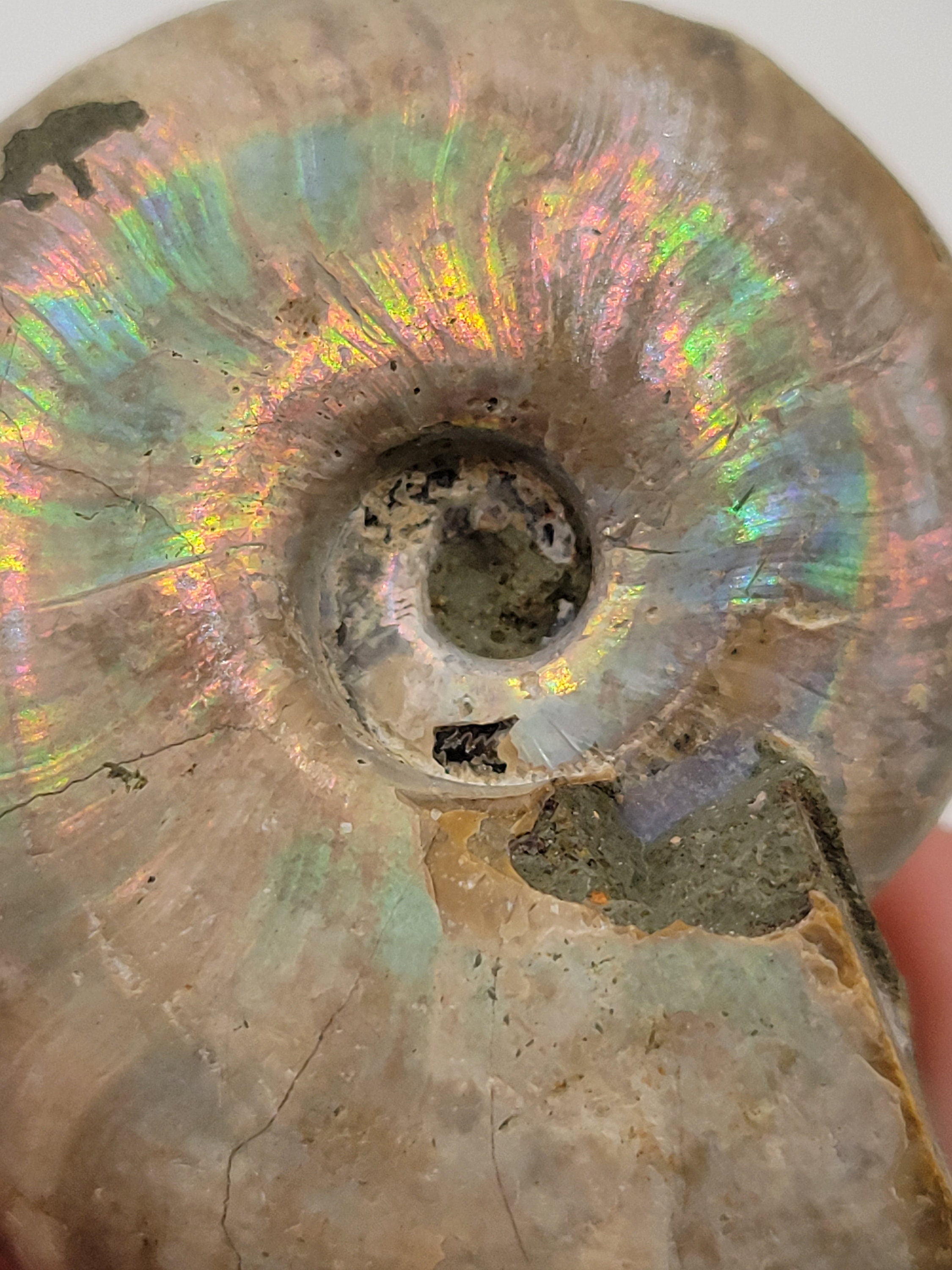 オパール化したアンモナイト。100% 天然形成。原石のアンモナイト