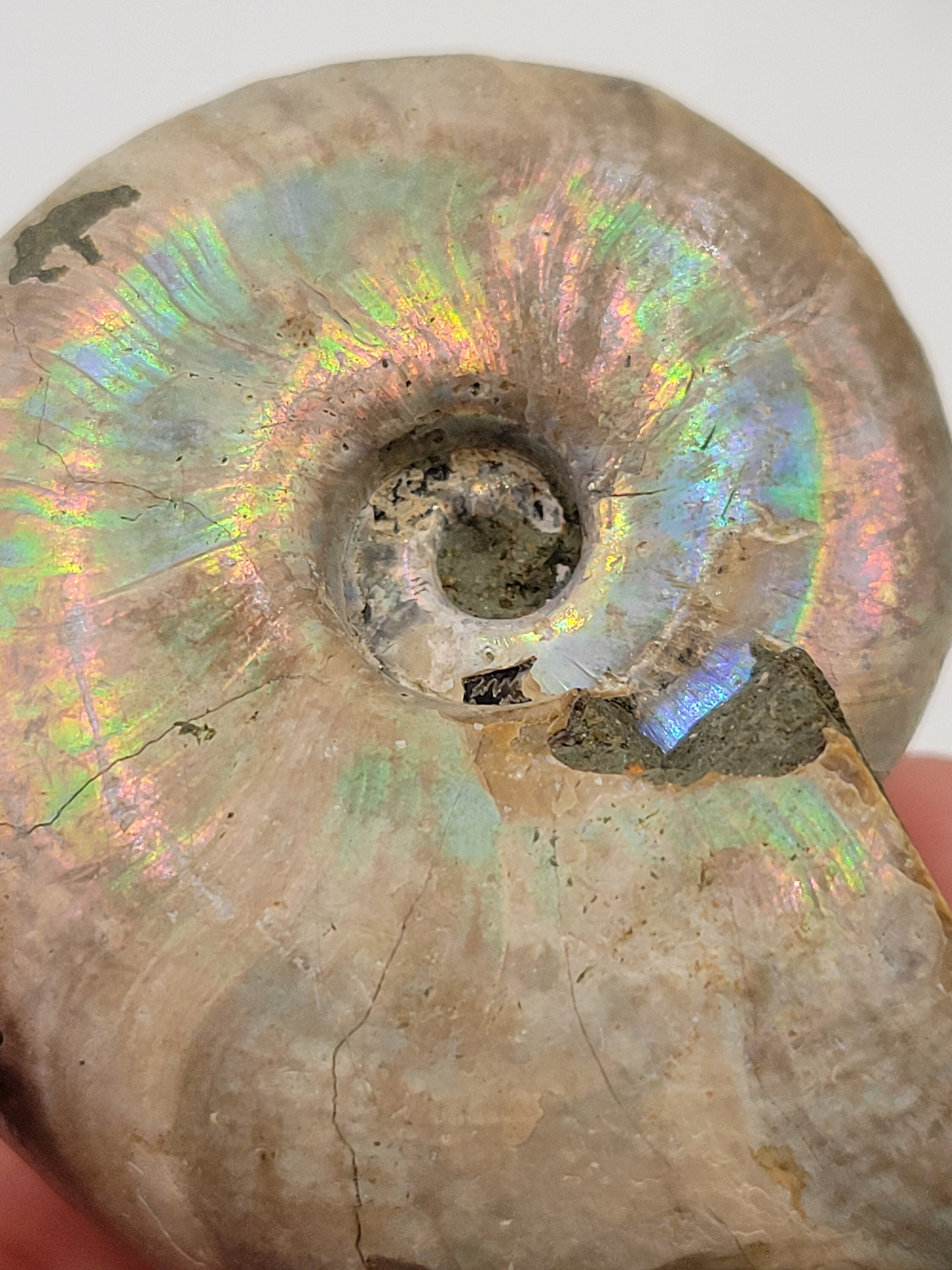 オパール化したアンモナイト。100% 天然形成。原石のアンモナイト