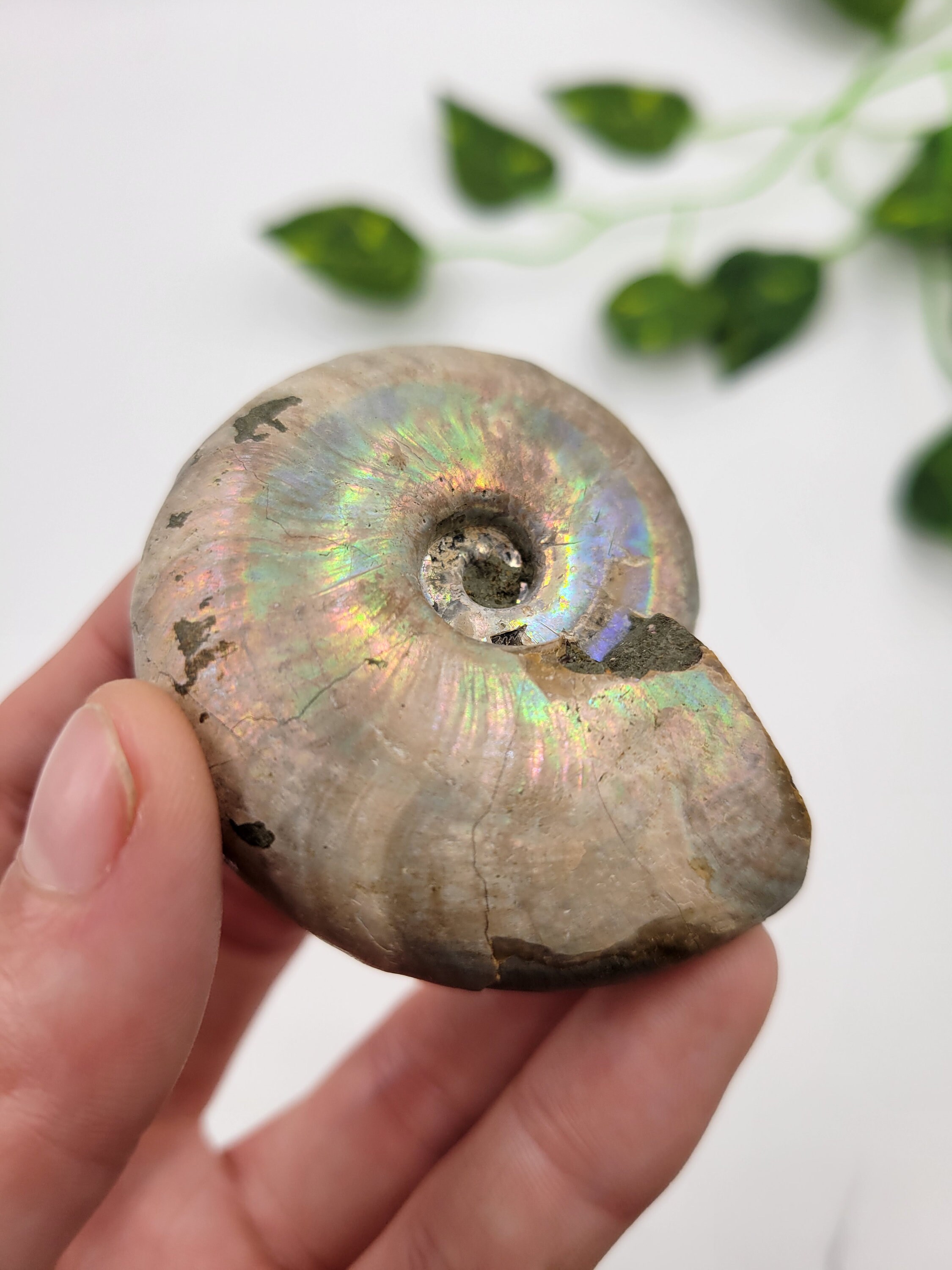 オパール化したアンモナイト。100% 天然形成。原石のアンモナイト