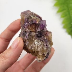 May include: A cluster of purple and yellow fluorite crystals. The crystals are translucent and have a glassy luster. The fluorite is a natural mineral and is a popular choice for collectors.