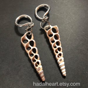 May include: A pair of earrings featuring elongated, hollowed-out seashells with a spiral design. The shells are cream and brown, with silver-toned metal hooks. The earrings are displayed on a dark surface, with the text "hadalheart.etsy.com" at the bottom.
