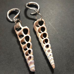 May include: A pair of earrings featuring elongated, spiral-shaped seashells with multiple holes. The shells are cream and brown, with silver-colored ear wires. The earrings are displayed against a dark background. Text on the image reads: hadalheart.etsy.com.