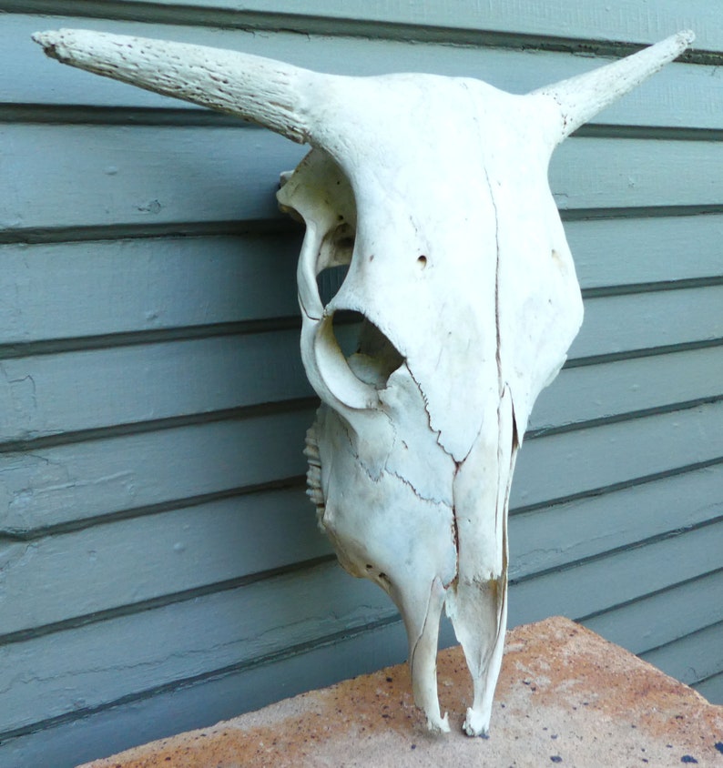 Clean Cow Skull Steer Horns Naturally Bleached with Teeth 20 inches wide Sculpture Art
