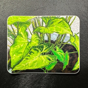 Arrowhead syngonium sticker, full color plant painting sticker, high quality