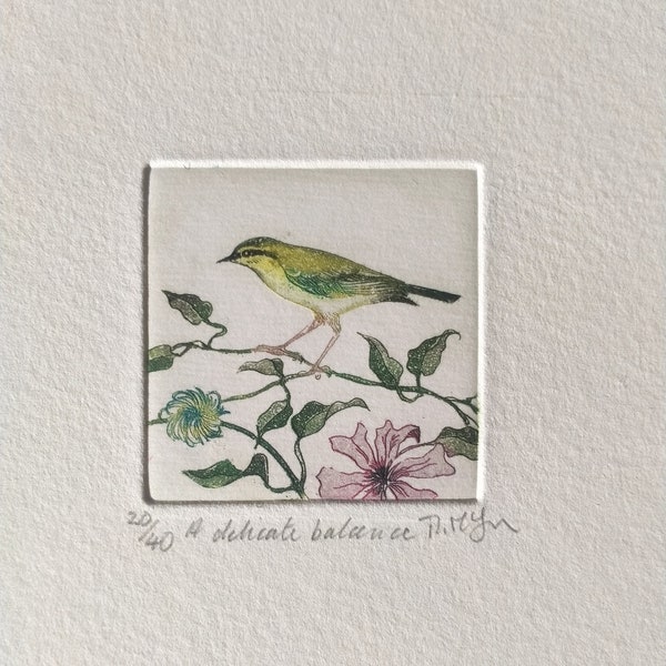 Mini print, copperplate etching of a willow warbler 'A delicate balance',by Moira McTague