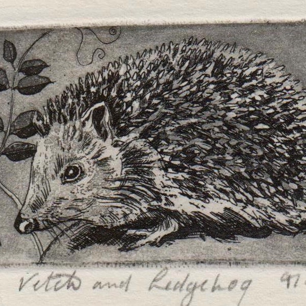 Vetch and Hedgehog, original etching by Moira McTague