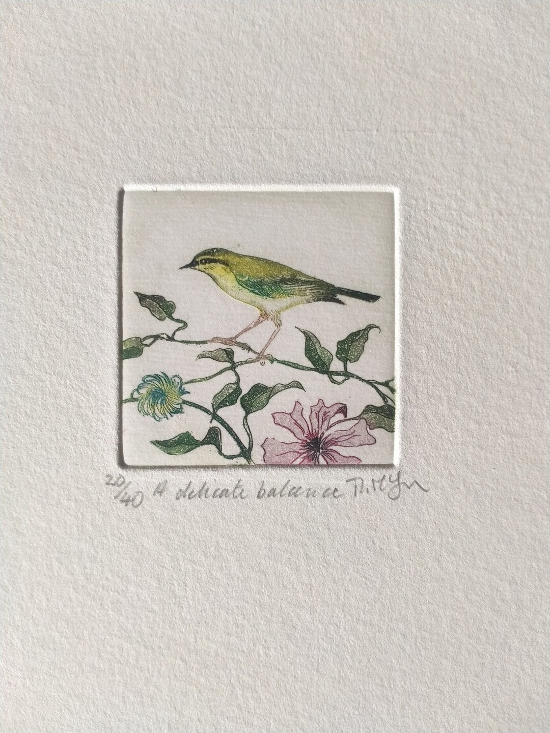 Mini Print Copperplate Etching of a Willow Warbler 'A Etsy