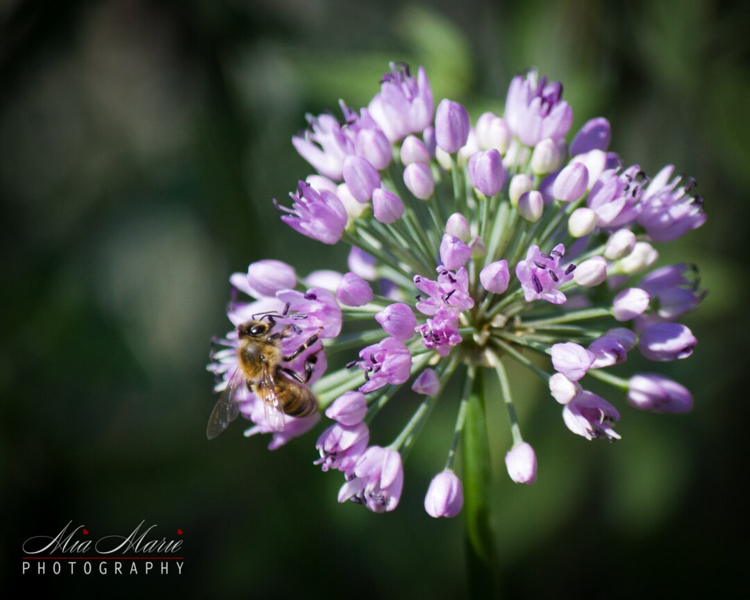 Purple Floral Print, Purple flowers, Fine Art Print floral photography
