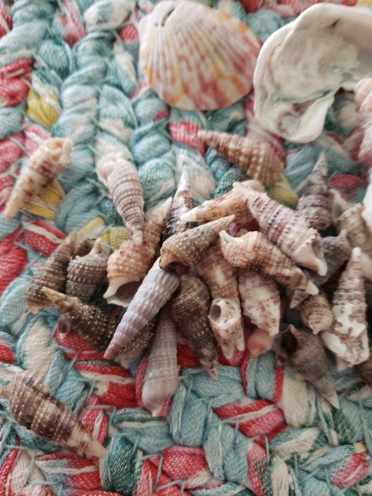 10 assorted horn shells small to medium. 12 inches Etsy