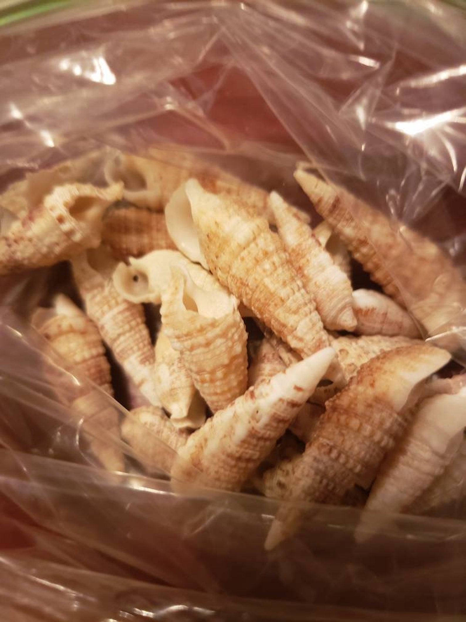 10 assorted horn shells small to medium. 12 inches Etsy