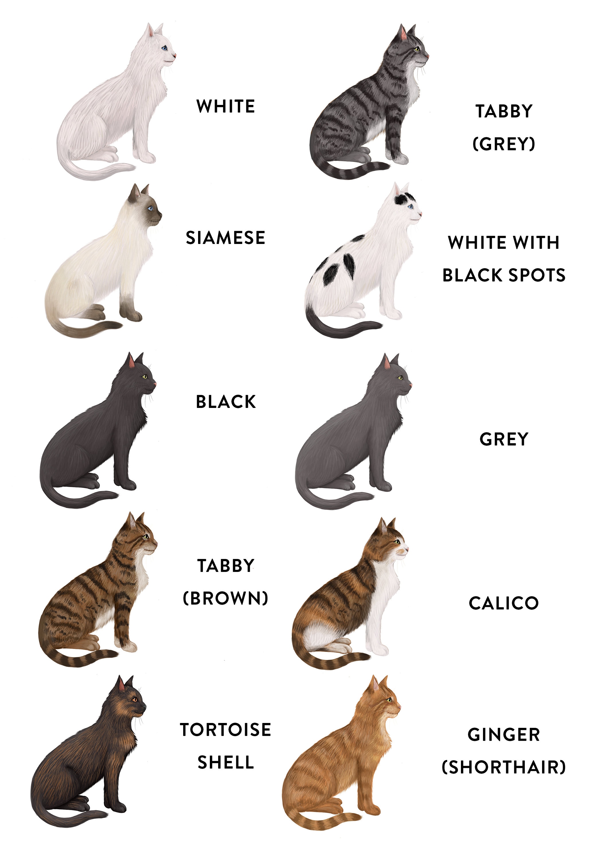 Carte Danniversaire De Chat Personnalisee Du Cats Pour Cat Etsy France