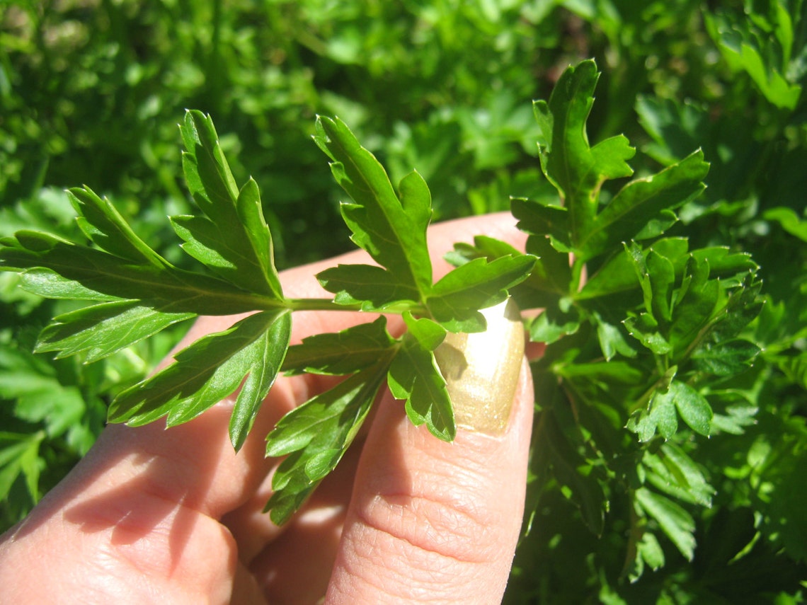 Heirloom Giant Parsley seeds Organic Giant Parsley seeds Etsy