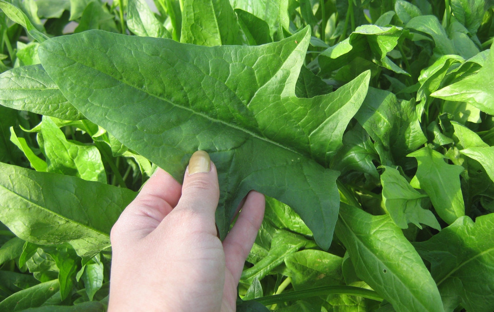 Heirloom Spinach Seeds Organic Spinach Seeds Nongmo Spinach Etsy
