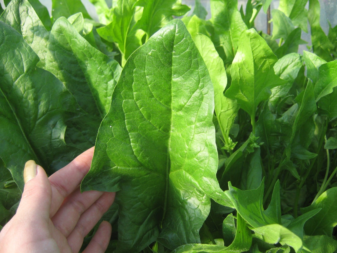 Heirloom Spinach Seeds Organic Spinach Seeds Nongmo Spinach Etsy