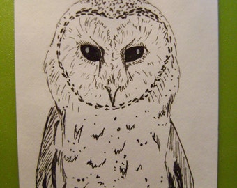 Barn Owl