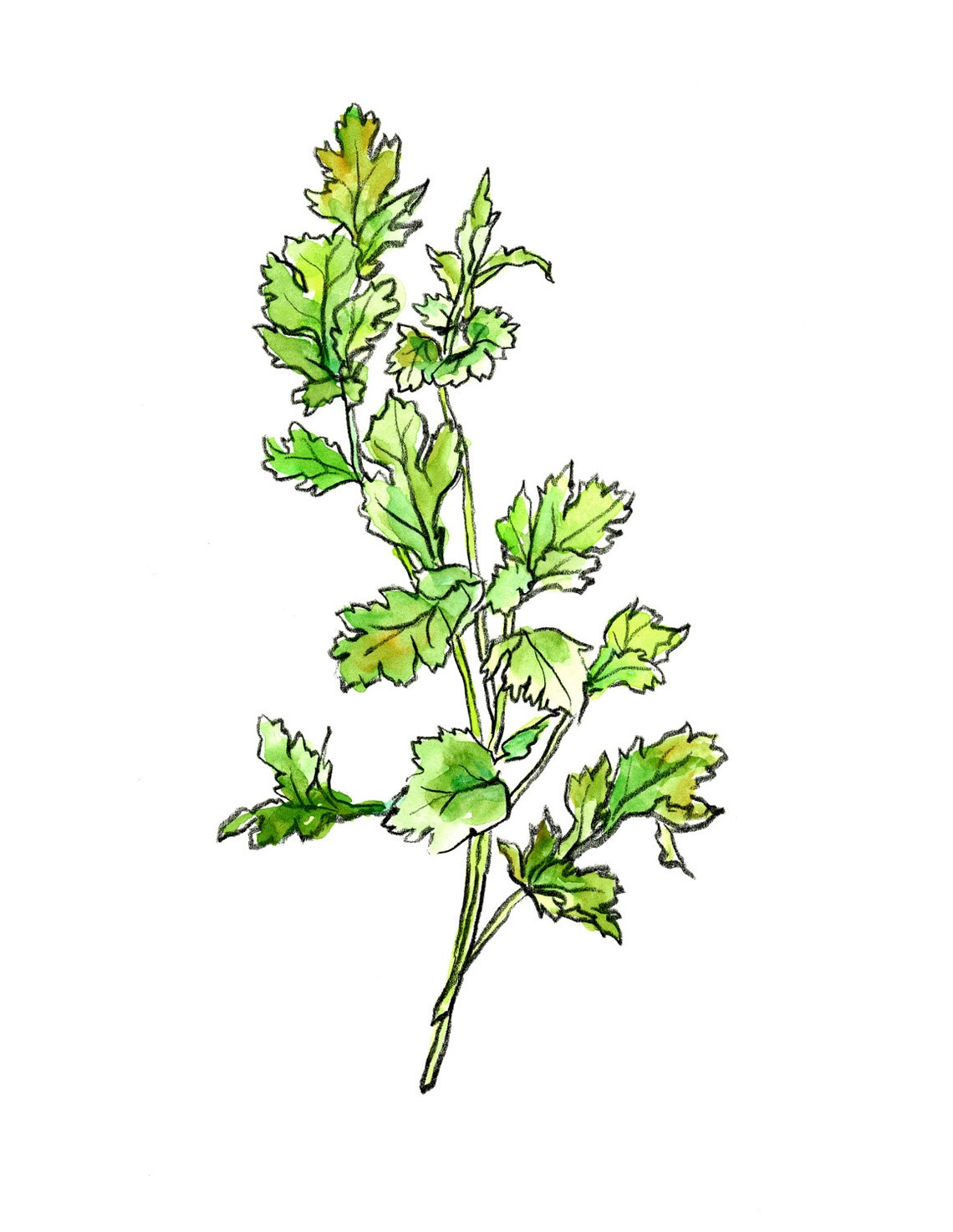 Coriander cilantro Chinese parsley drawing with watercolor Etsy