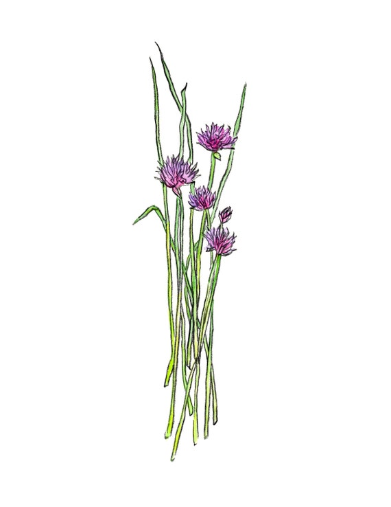 Watercolor Print Of Chives Kitchen Print Herbs Herb Print Etsy