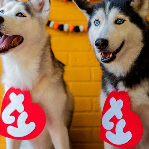 Belle Dog Costume Dog Beauty and the Beast Halloween Costume Etsy