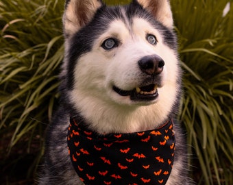 Bat to the Bone Dog Bandana | Bats Pet Bandana | Halloween Pet Bandana
