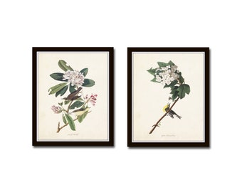 Audubon Birds Print Set No. 5, Botanical Prints, Audubon Bird Prints, Vintage Bird Prints, Chinoiserie Art