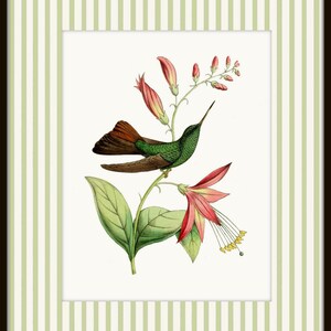 May include: A green and brown hummingbird with a long beak perched on a branch of pink flowers with green leaves.