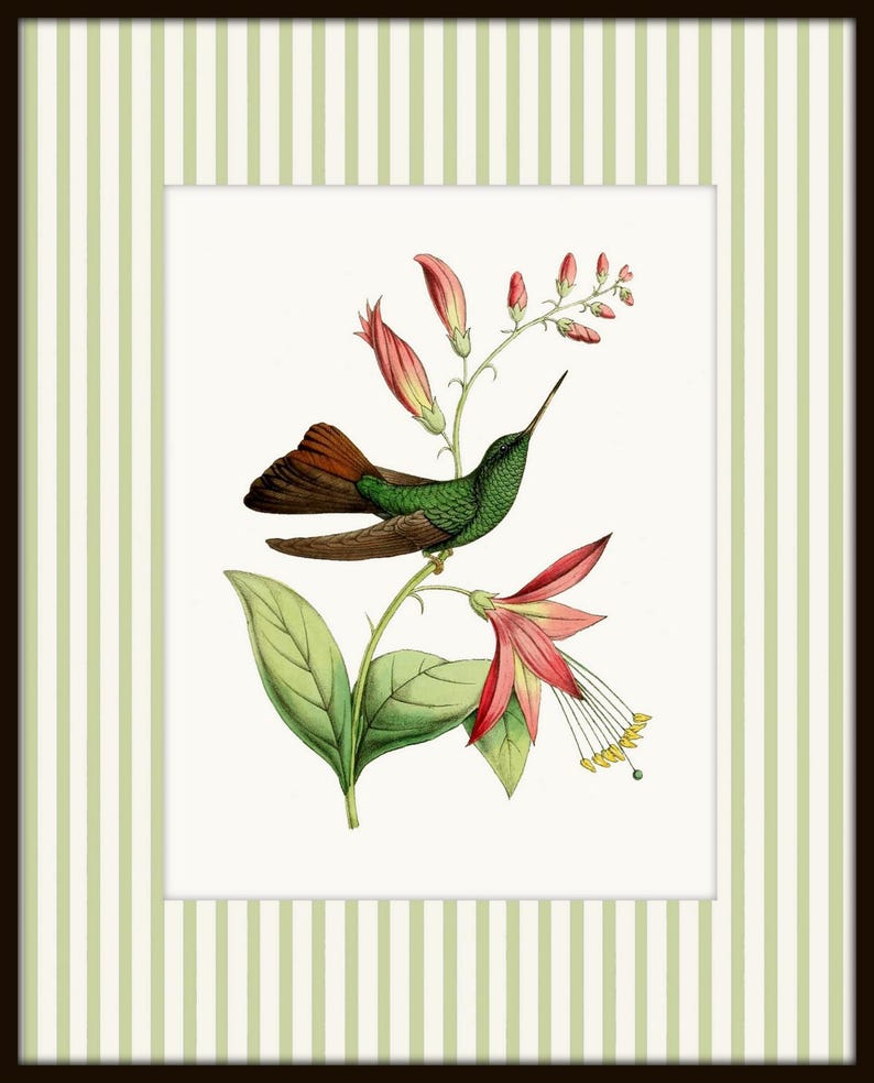 May include: A green and brown hummingbird with a long beak perched on a branch of pink flowers with green leaves.