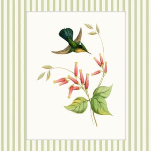 May include: A green and yellow hummingbird with outstretched wings hovers above a branch of pink flowers with green leaves.