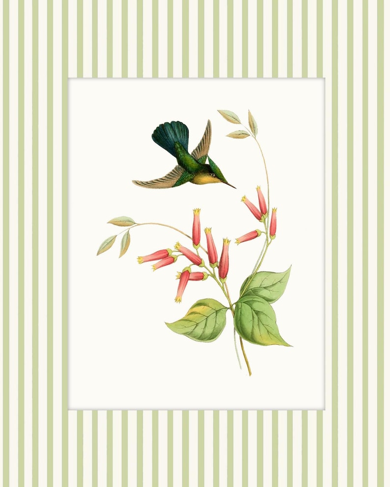 May include: A green and yellow hummingbird with outstretched wings hovers above a branch of pink flowers with green leaves.