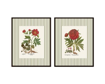 Green Striped Antique Peony Prints, Grandmillennial Art, Botanical Prints, Vintage Botanical Art, Striped Floral Art, English Cottage Art