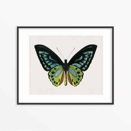 Vintage Butterfly Wall Art Printable Vintage Butterfly Print Etsy