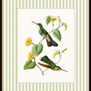 May include: Two green and brown hummingbirds perched on a vine with yellow flowers. The birds are facing different directions. The background is a white, striped frame.