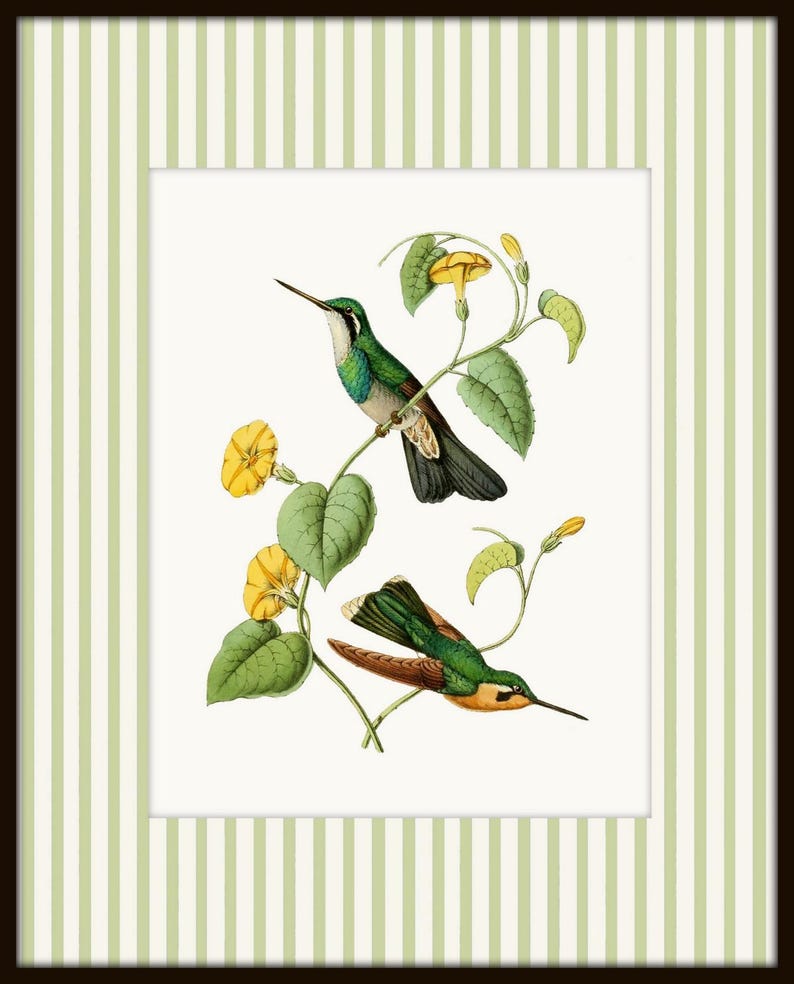 May include: Two green and brown hummingbirds perched on a vine with yellow flowers. The birds are facing different directions. The background is a white, striped frame.