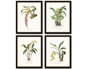 May include: Set of four framed botanical prints featuring detailed illustrations of orchids. Each print showcases a different orchid species with vibrant colors and intricate details. The frames are dark brown with a white border, creating a classic and elegant look.