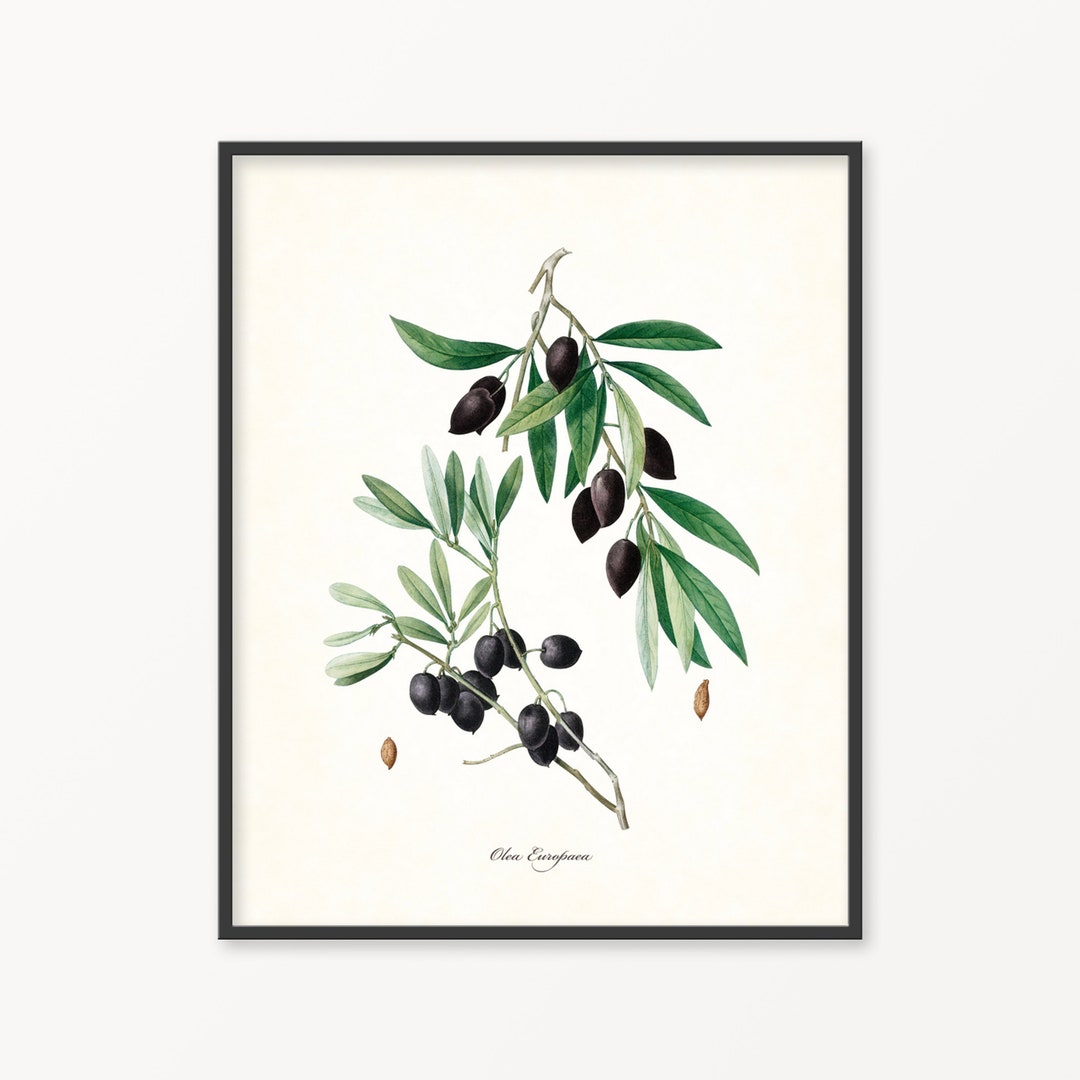 Olive Print Vintage Olive Print Vintage Fruit Print Kitchen - Etsy